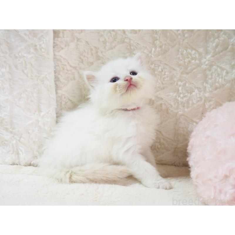 成約済の大阪府のサイベリアン-126638の7枚目