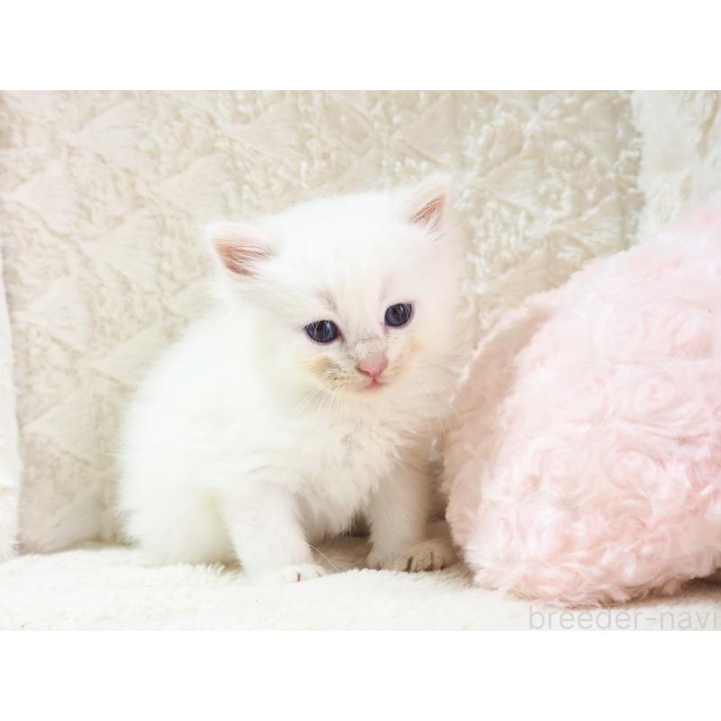 成約済の大阪府のサイベリアン-126638の6枚目