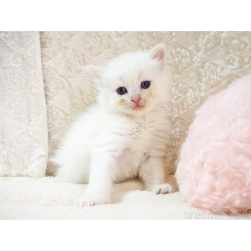 成約済の大阪府のサイベリアン-126638の5枚目