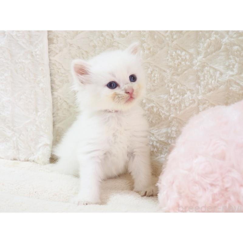 成約済の大阪府のサイベリアン-126638の4枚目