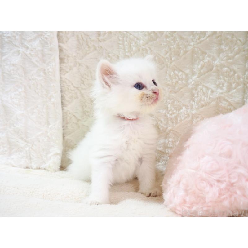 成約済の大阪府のサイベリアン-126638の3枚目