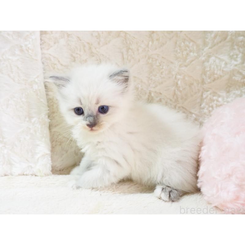 成約済の大阪府のサイベリアン-126637の8枚目