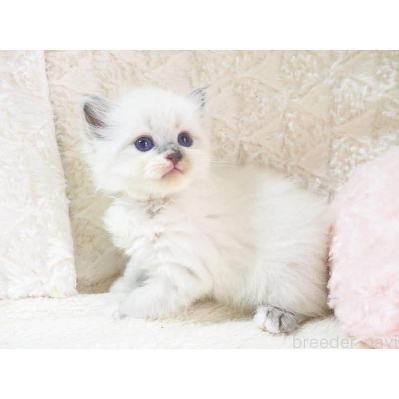 成約済の大阪府のサイベリアン-126637の7枚目