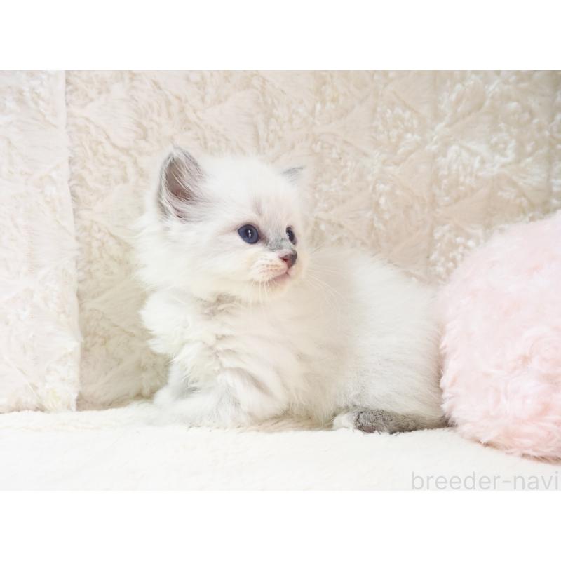 成約済の大阪府のサイベリアン-126637の6枚目