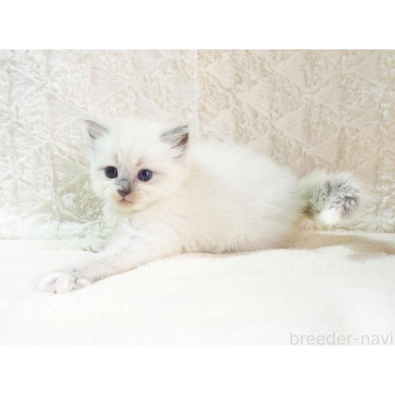 成約済の大阪府のサイベリアン-126637の5枚目