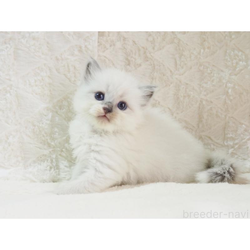 成約済の大阪府のサイベリアン-126637の4枚目