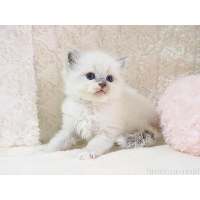 成約済の大阪府のサイベリアン-126637の3枚目