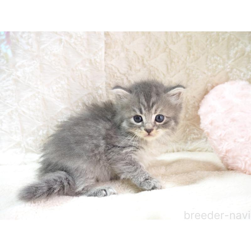 成約済の大阪府のサイベリアン-126641の9枚目