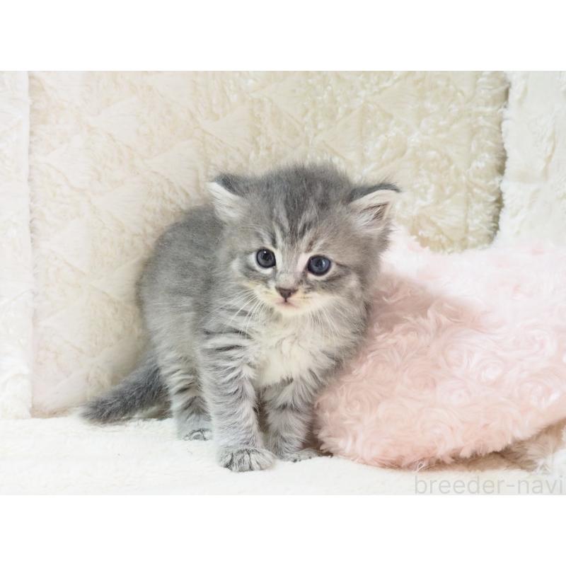 成約済の大阪府のサイベリアン-126641の8枚目