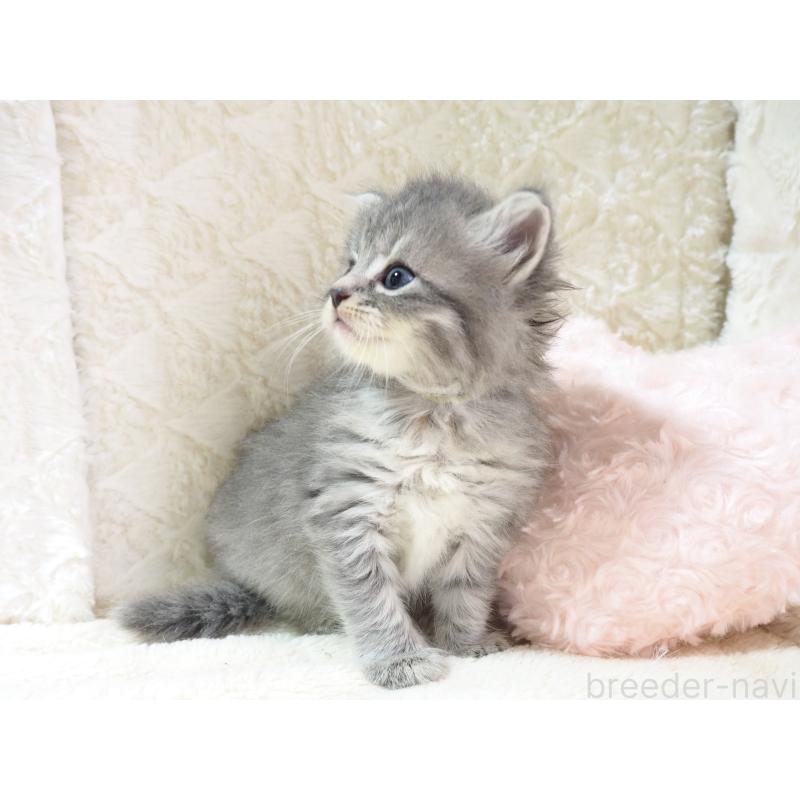 成約済の大阪府のサイベリアン-126641の7枚目