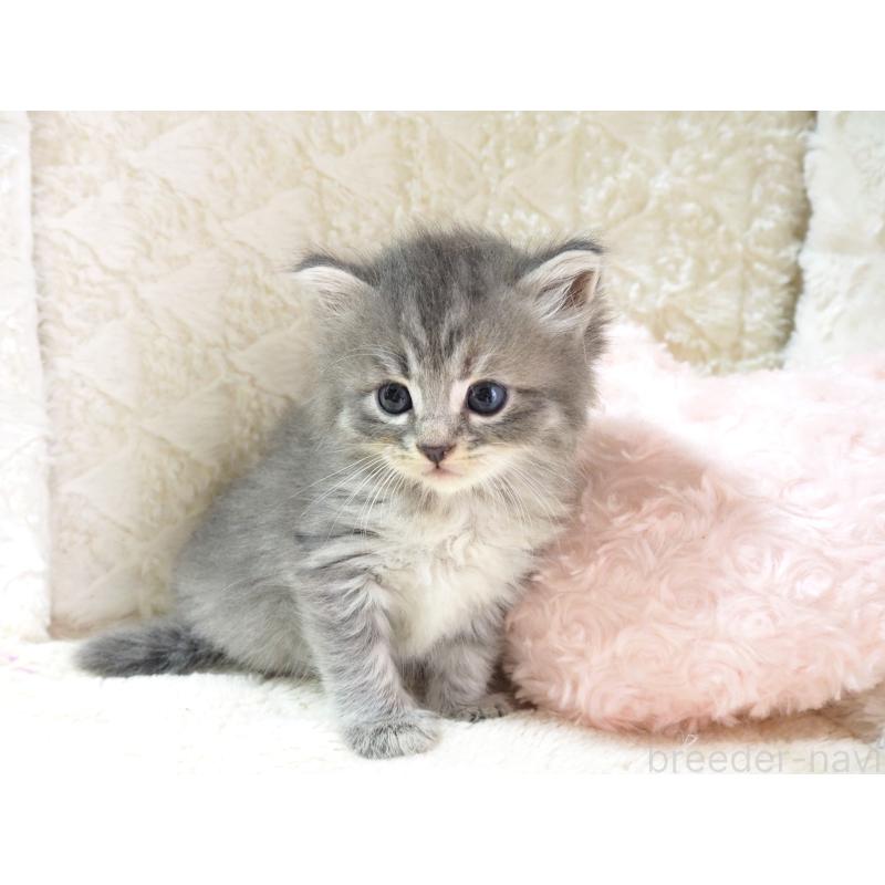 成約済の大阪府のサイベリアン-126641の6枚目