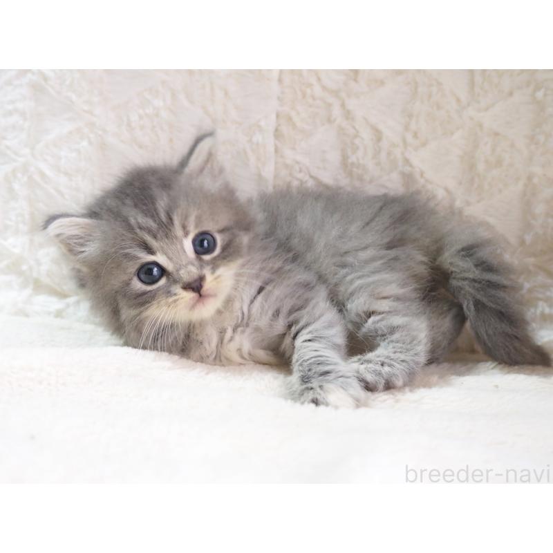 成約済の大阪府のサイベリアン-126641の5枚目