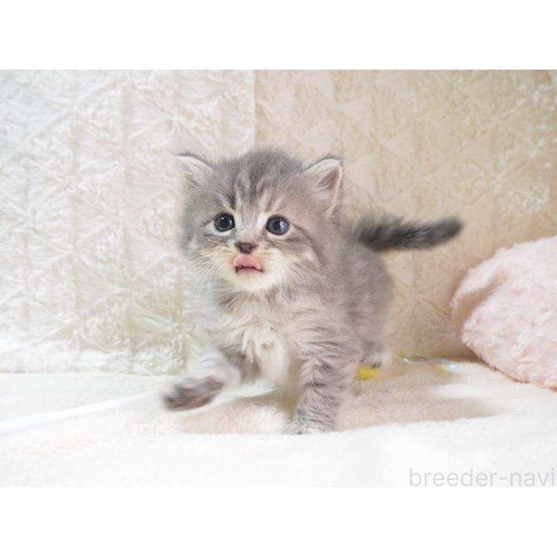 成約済の大阪府のサイベリアン-126641の4枚目