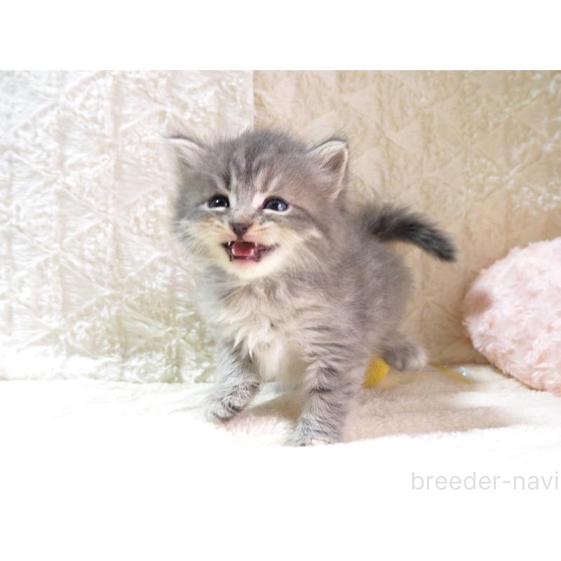 成約済の大阪府のサイベリアン-126641の3枚目