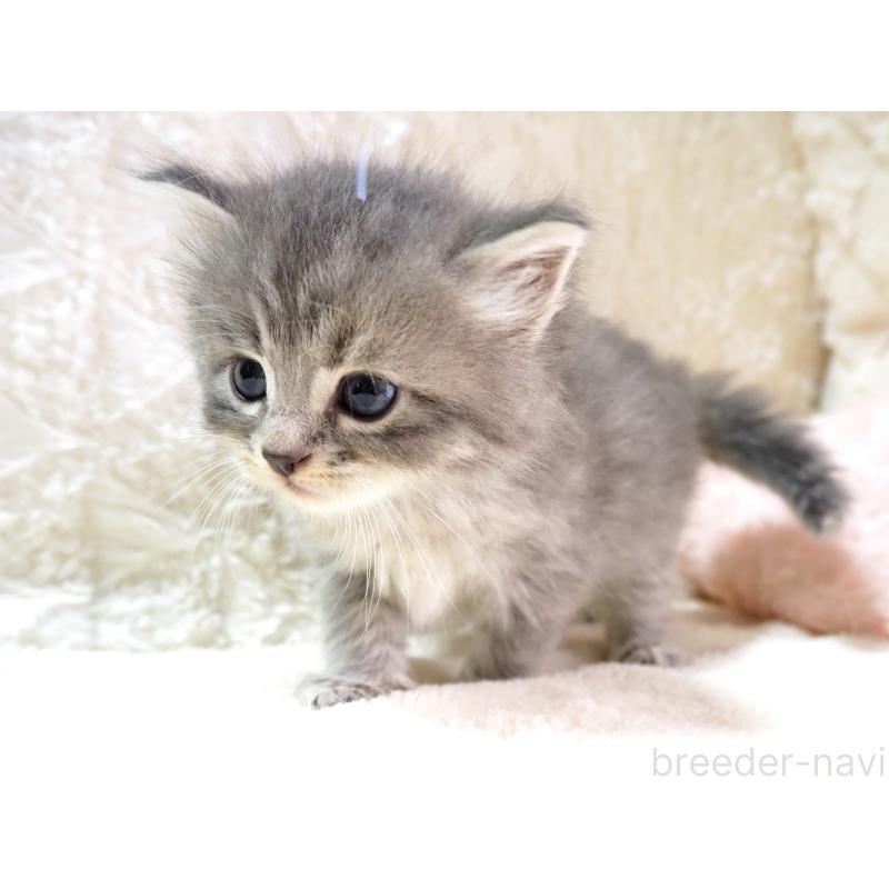 成約済の大阪府のサイベリアン-126641の2枚目