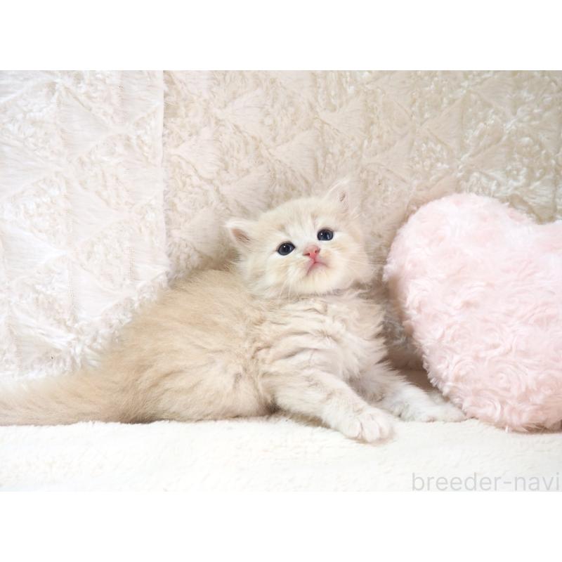 販売中の大阪府のサイベリアン-126639の9枚目