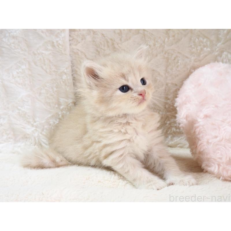 販売中の大阪府のサイベリアン-126639の8枚目