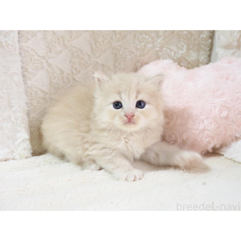 販売中の大阪府のサイベリアン-126639の7枚目