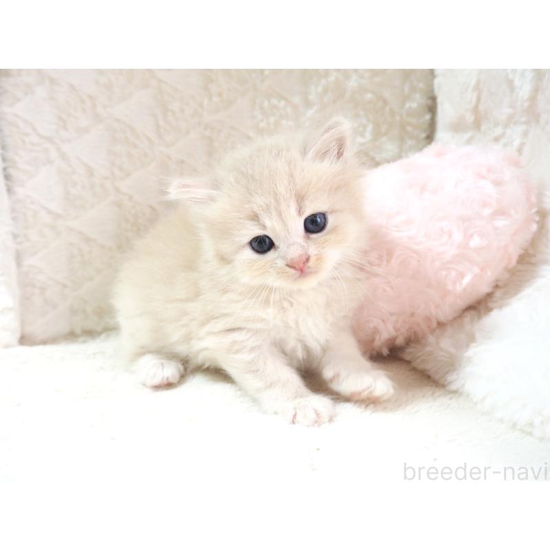 販売中の大阪府のサイベリアン-126639の5枚目