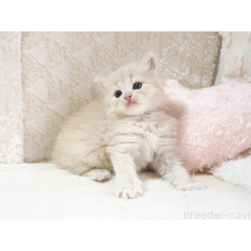 販売中の大阪府のサイベリアン-126639の4枚目