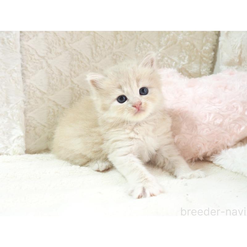 販売中の大阪府のサイベリアン-126639の2枚目