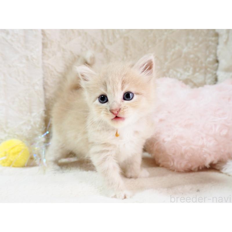 商談中の大阪府のサイベリアン-126640の8枚目