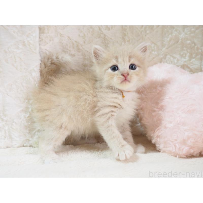 商談中の大阪府のサイベリアン-126640の7枚目