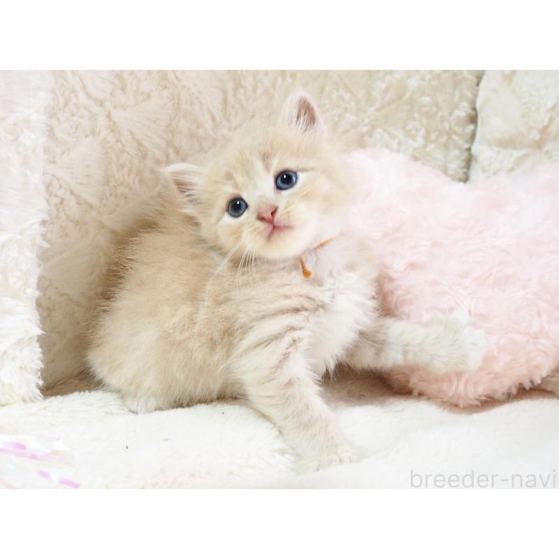 商談中の大阪府のサイベリアン-126640の5枚目