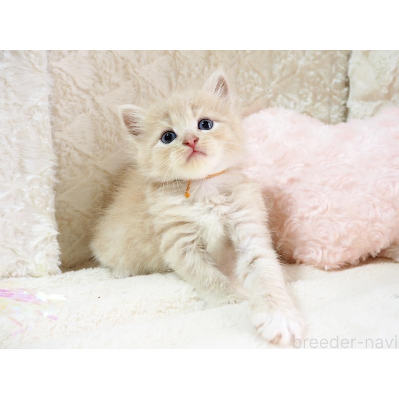 商談中の大阪府のサイベリアン-126640の4枚目