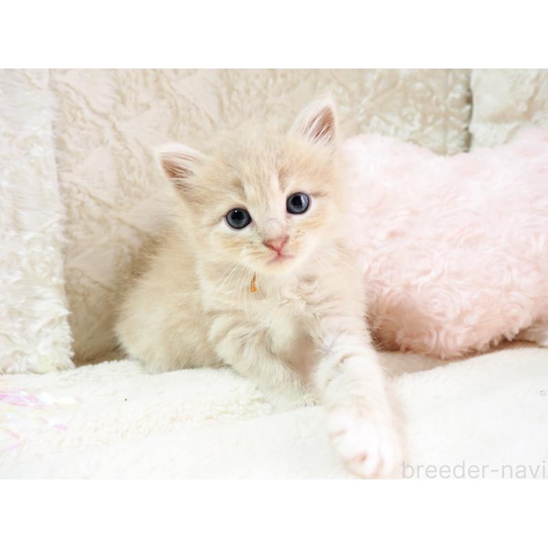 商談中の大阪府のサイベリアン-126640の3枚目