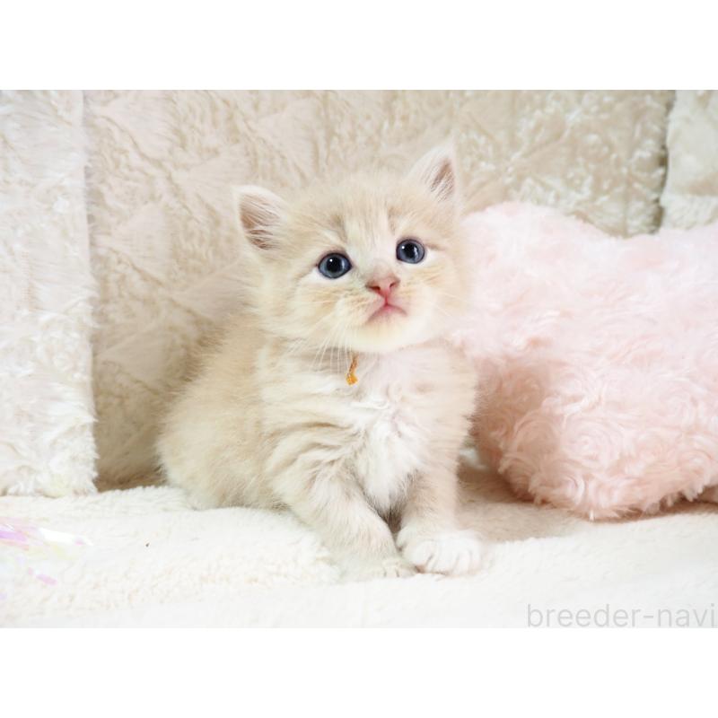 商談中の大阪府のサイベリアン-126640の2枚目