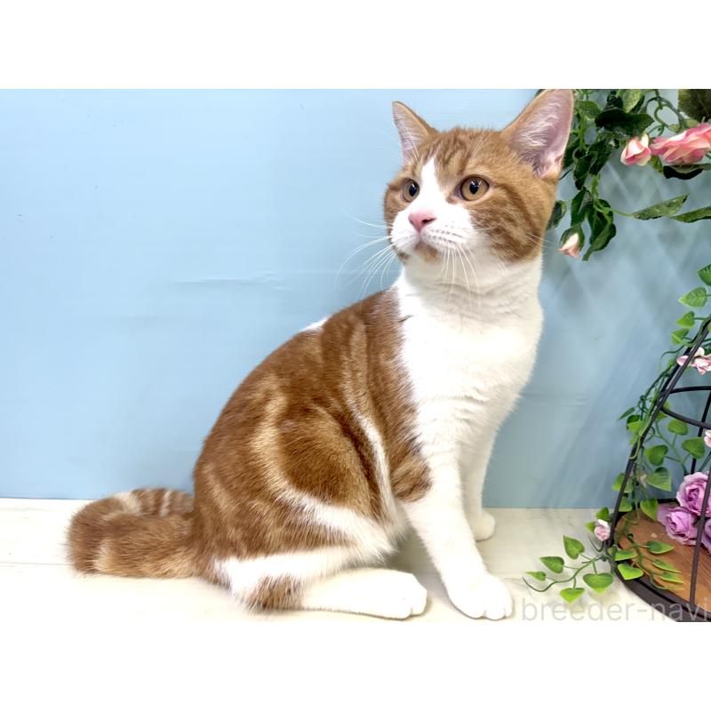 販売中の埼玉県のマンチカン-116406の3枚目