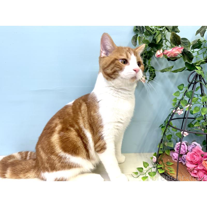 販売中の埼玉県のマンチカン-116406の2枚目