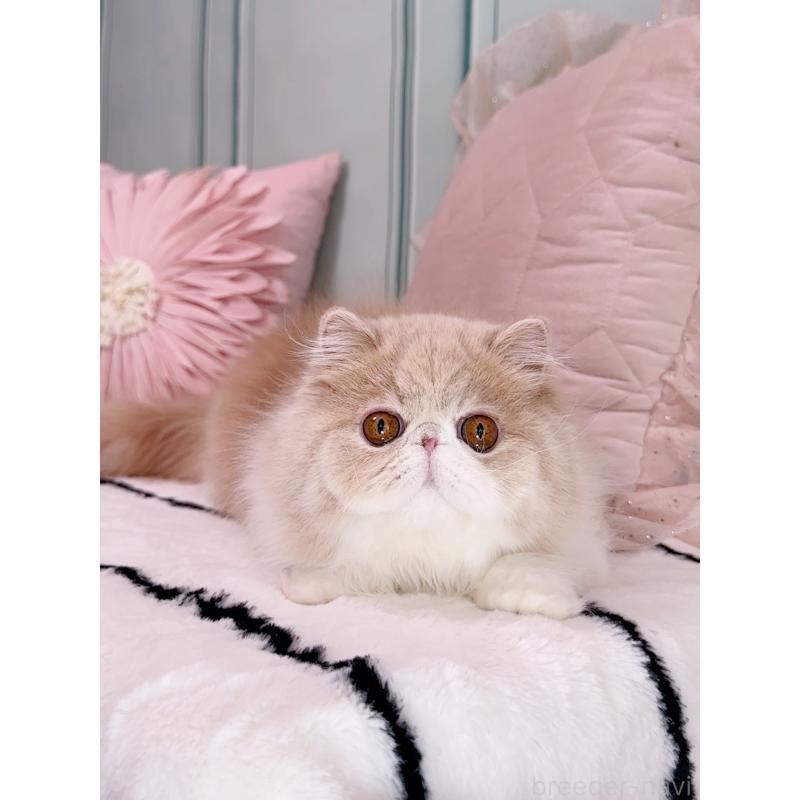 kokoちゃんちゃん1枚目