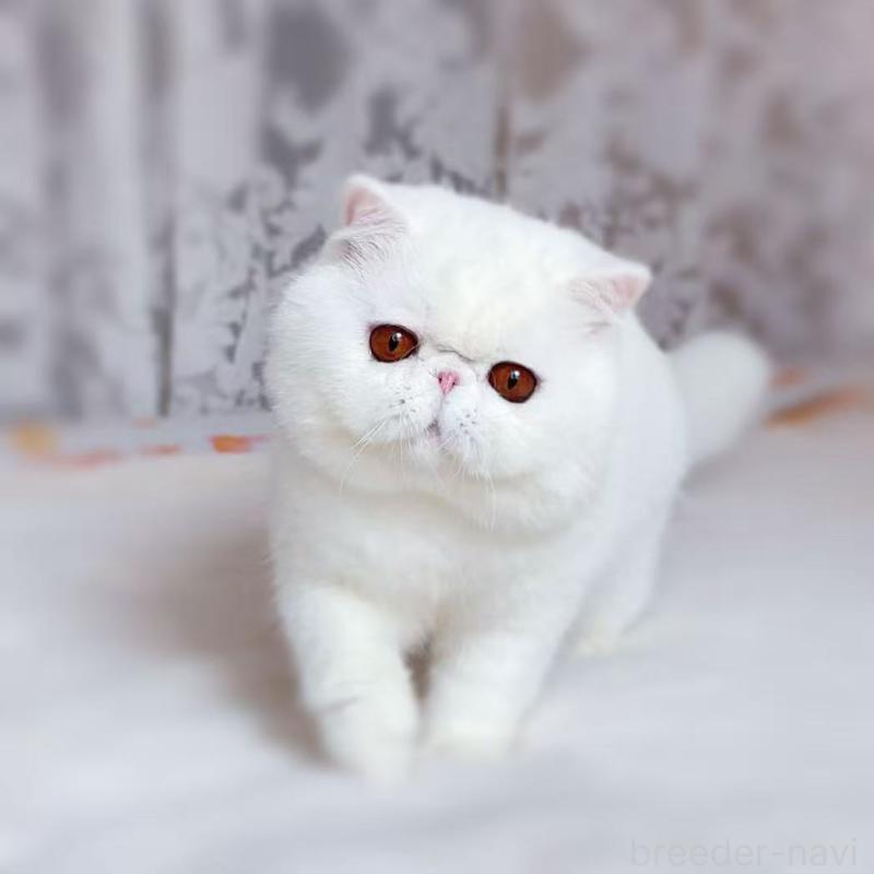 Luckyくんくん1枚目