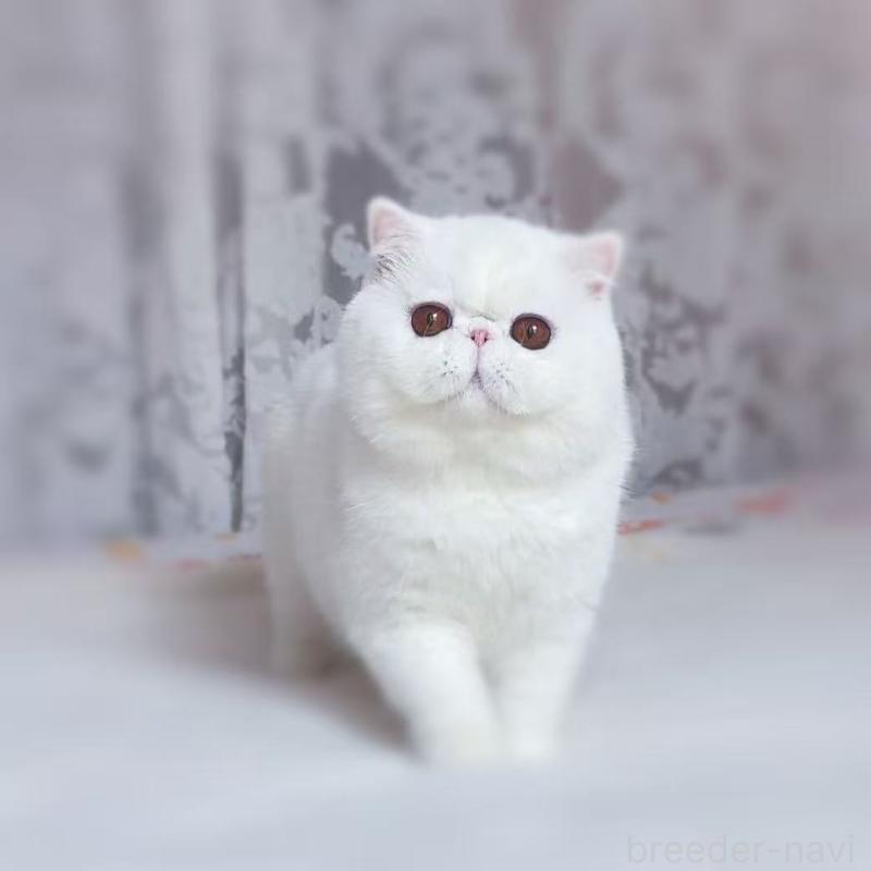 Luckyくんくん1枚目
