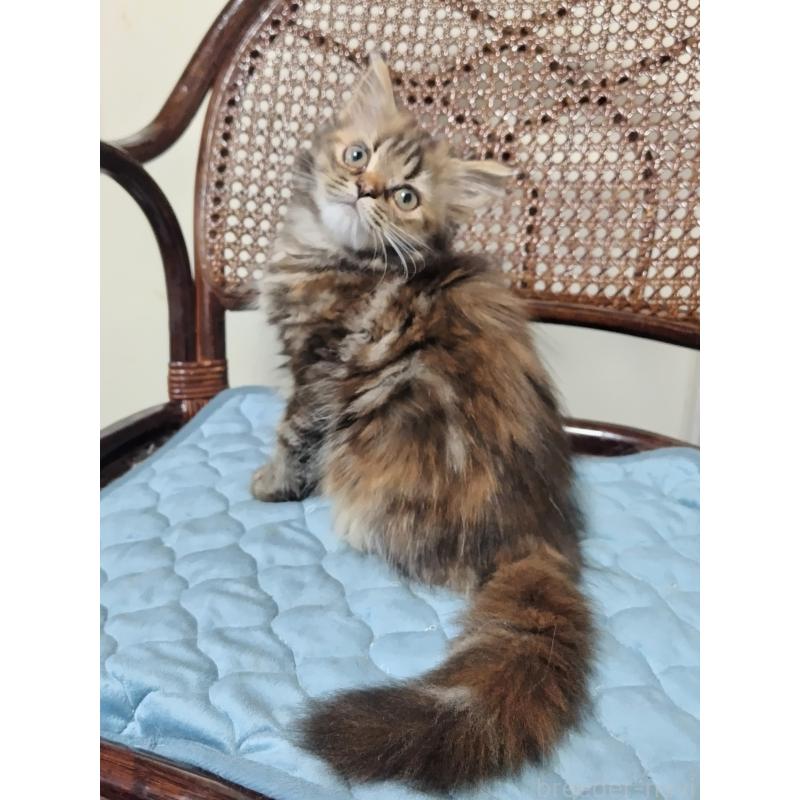 販売中の埼玉県のミヌエット-126847の8枚目