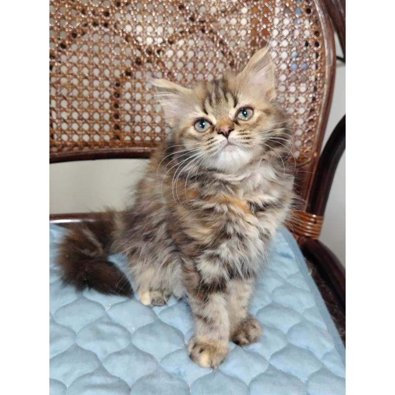 販売中の埼玉県のミヌエット-126847の7枚目