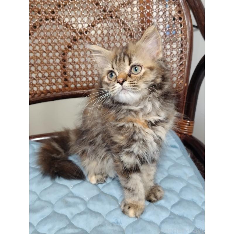 販売中の埼玉県のミヌエット-126847の6枚目