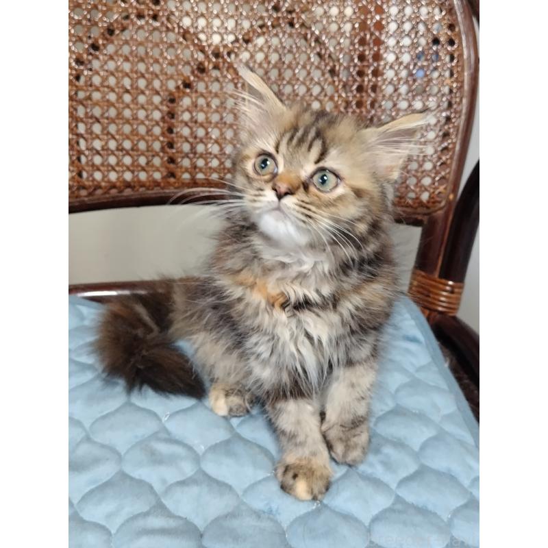 販売中の埼玉県のミヌエット-126847の5枚目