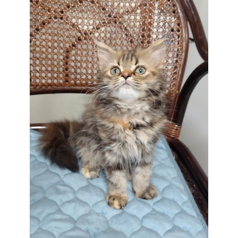 販売中の埼玉県のミヌエット-126847の4枚目