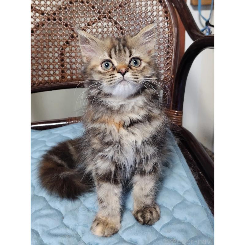 販売中の埼玉県のミヌエット-126847の3枚目