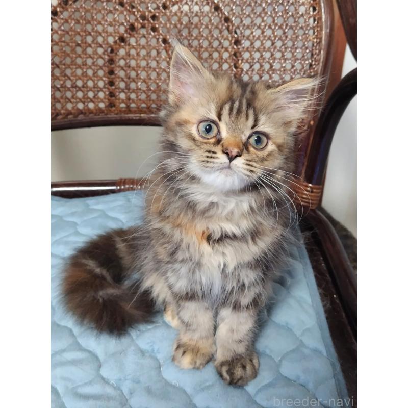 販売中の埼玉県のミヌエット-126847の2枚目