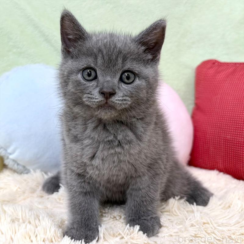 成約済の大阪府のブリティッシュショートヘア-127467