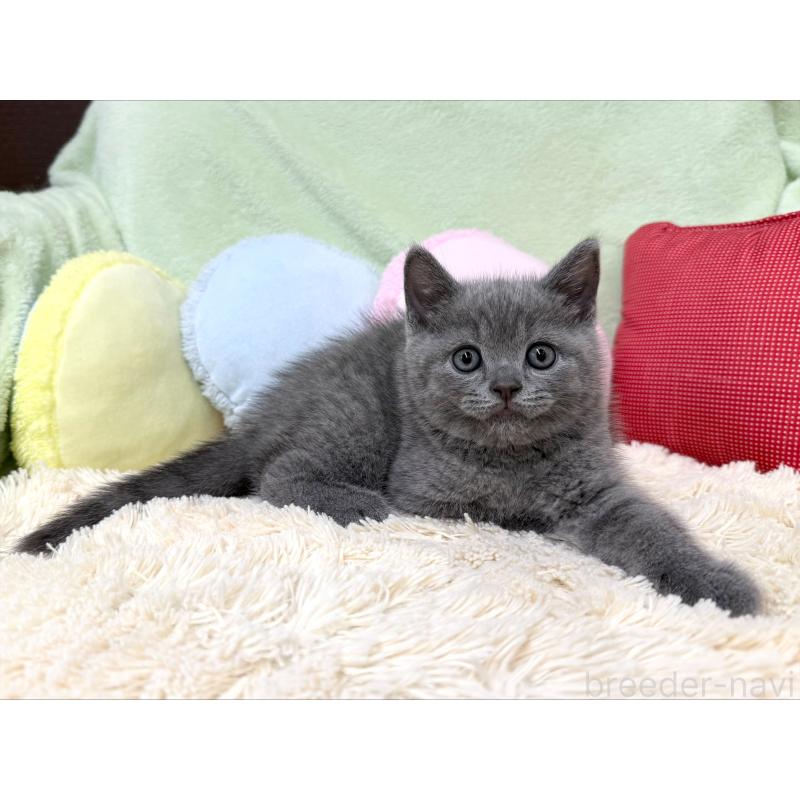 成約済の大阪府のブリティッシュショートヘア-127467の5枚目