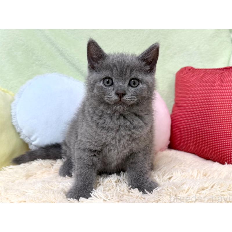 成約済の大阪府のブリティッシュショートヘア-127467の4枚目