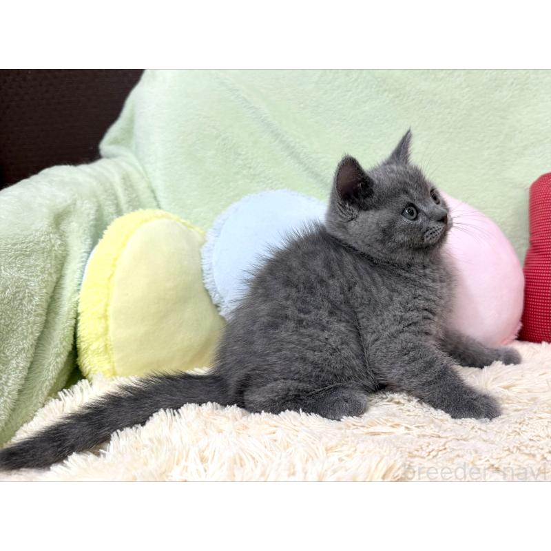 成約済の大阪府のブリティッシュショートヘア-127467の3枚目