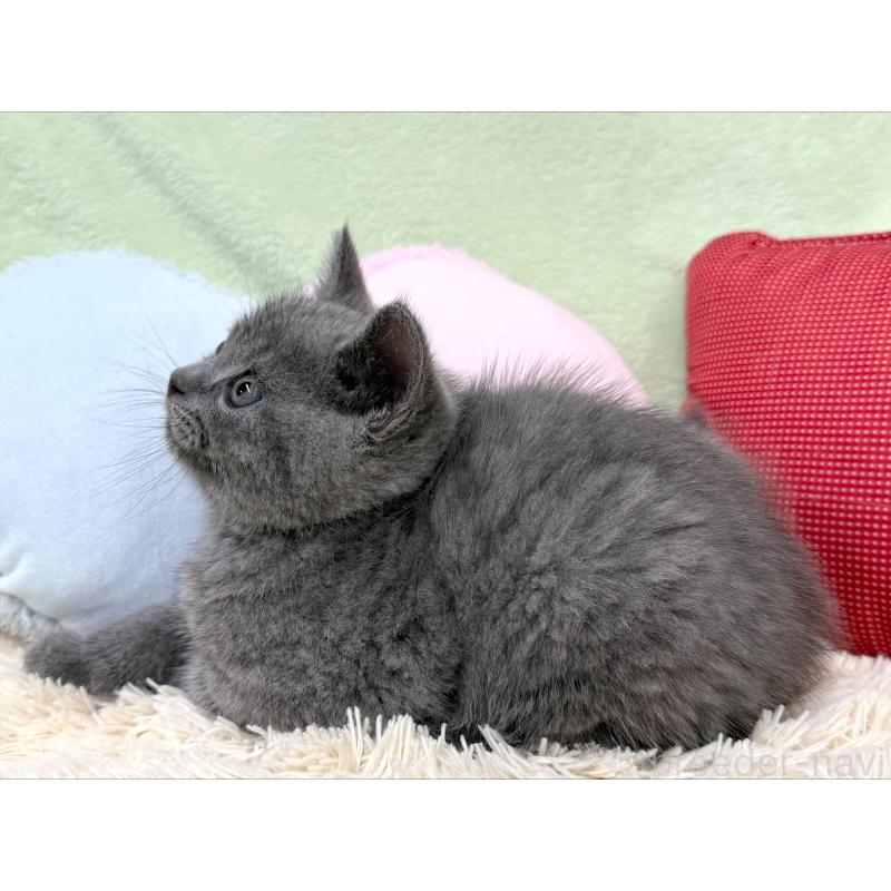 成約済の大阪府のブリティッシュショートヘア-127467の2枚目