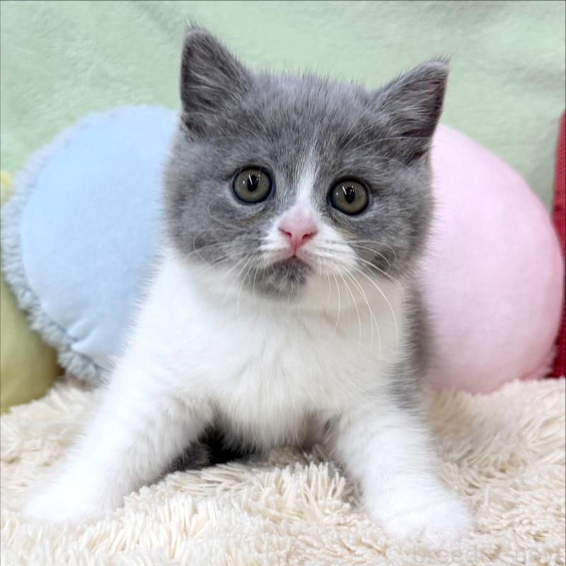 商談中ののブリティッシュショートヘア-127468