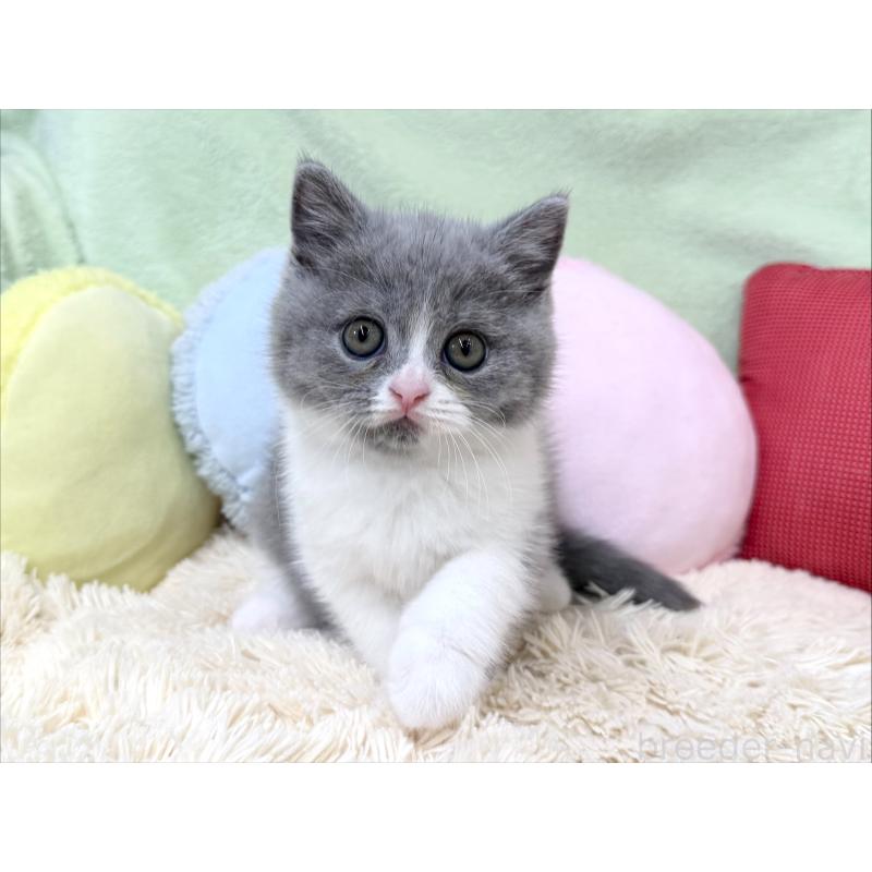 成約済の大阪府のブリティッシュショートヘア-127468の6枚目